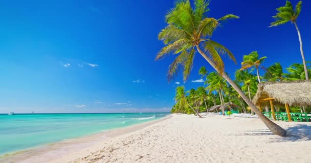 Karaiby egzotyczne wyspa plaża brzeg z palmami lato tropikalne miejsce na wakacje - Materiał filmowy, wideo