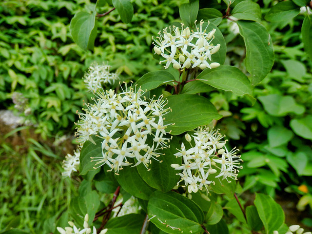 Λευκά άνθη του Δενδροξύλλου (Cornus sanginea) - Φωτογραφία, εικόνα