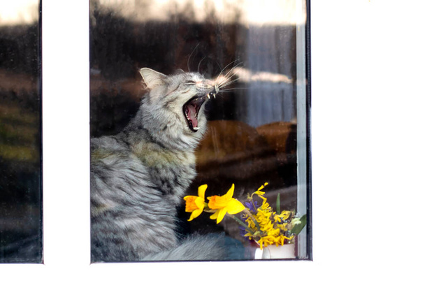 Cute gray cat sitting window sill and looking at street and yawns - Photo, Image