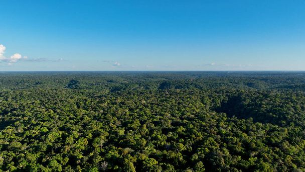 Вид с воздуха на лес Амазонки на Амазонас Бразилия. Мангровый лес. Мангровые деревья. Природный ландшафт тропических лесов Амазонки. Амазонка игапо затопленная растительность. Наводнение в Амазонасе. - Фото, изображение