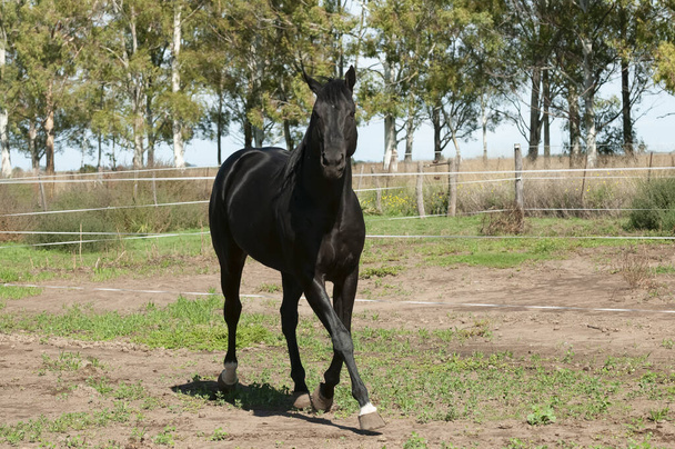 Черная лошадь, Портрет, провинция Ла Пампа, Патагония, Аргентина. - Фото, изображение