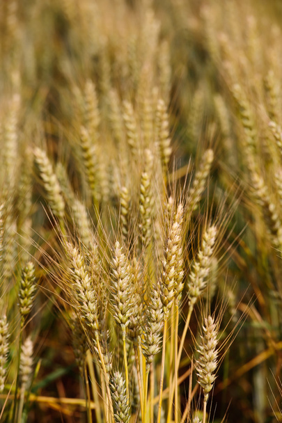 Field of wheat close up - Photo, Image