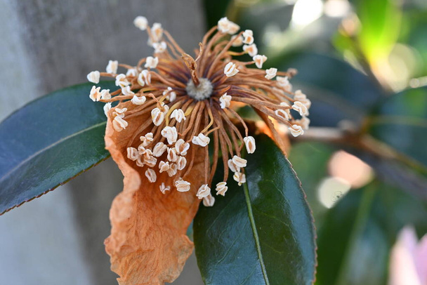 Los estambres después de la flor de Sasanqua han terminado de florecer. Theaceae árbol de hoja perenne. - Foto, imagen