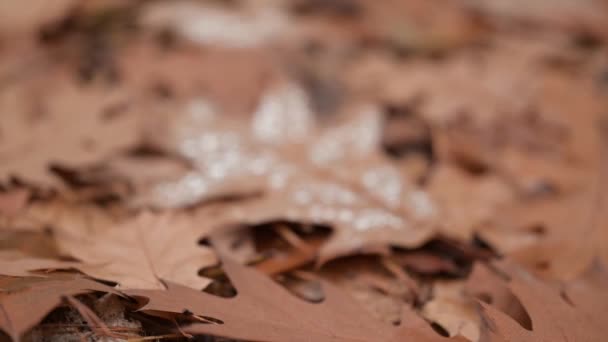水滴で秋の葉に焦点を当てる。 森の明るい黄色のオークの葉のデューの近く - 映像、動画