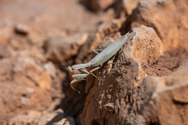 Mantis zitten op stenen rots. Bidsprinkhaan (Mantis religiosa) op de grond. Mantis in Griekenland eiland. - Foto, afbeelding