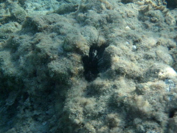 Diadema setosum vive en el fondo del mar Mediterráneo, cerca de la isla de Rodas. Diadema setosum es una especie de erizo de mar perteneciente a la familia Diadematidae. Fotografía submarina. Rodas, Grecia  - Foto, imagen