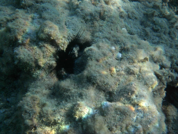 Diadema setosum vive en el fondo del mar Mediterráneo, cerca de la isla de Rodas. Diadema setosum es una especie de erizo de mar perteneciente a la familia Diadematidae. Fotografía submarina. Rodas, Grecia  - Foto, imagen