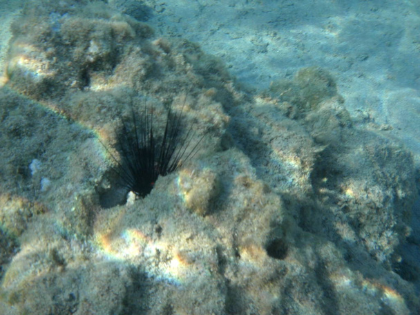 A Diadema setosum a Földközi-tenger fenekén él, Rhodes Island közelében. A Diadema setosum a Diadematidae családba tartozó hosszútüskés tengeri sün faj. Víz alatti fotózás. Rodosz, Görögország  - Fotó, kép