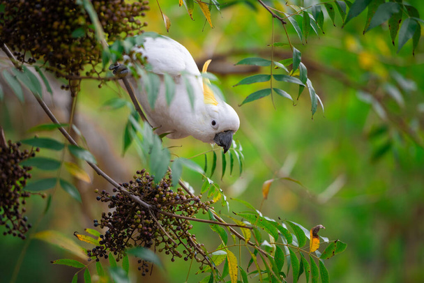Παπαγάλος που κάθεται σε ένα κλαδί πράσινου δέντρου στην Αυστραλία. Θειούχος κακατούα galerita. Μεγάλο λευκό και κίτρινο cockatoo με πράσινο φόντο τη φύση - Φωτογραφία, εικόνα