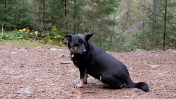 Portrait d'un chien noir perdu avec un collier sur un fond flou d'une forêt. Des montagnes. Collier jaune-bleu ukrainien avec code QR, numéro de téléphone. Chien triste abandonné avec les yeux intelligents attendant le propriétaire. - Séquence, vidéo