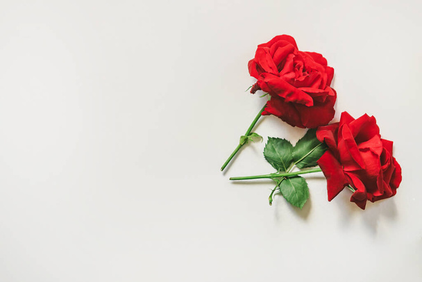Rosa rossa su sfondo bianco con spazio di copia. Concetto di San Valentino. - Foto, immagini