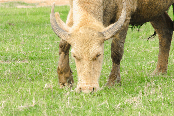 A white buffalo is walking and eating grass in the field. - Photo, Image