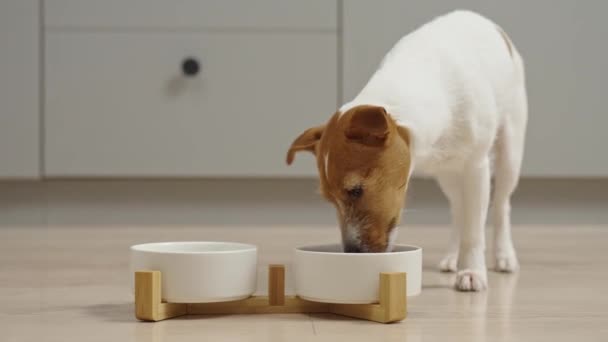 キッチンの床に白いボウルからドライフードを食べる犬,ハンガリーの犬,動物の餌とペットのケア - 映像、動画