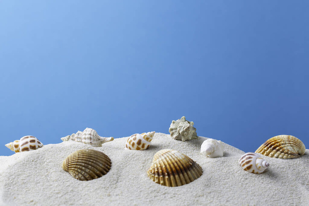 schelpen op een zandstrand blauwe achtergrond - Foto, afbeelding
