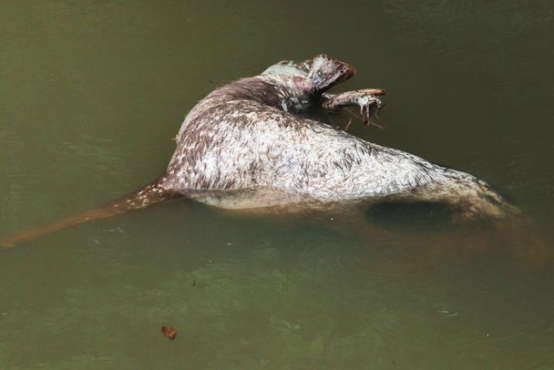 Ölü bir geyiğin cesedi suda yüzüyor. Ölü bir geyiğin cesedi suda yüzer ve çürümeye başlar.. - Fotoğraf, Görsel