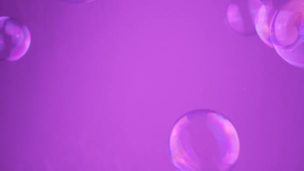 Lote burbujas de jabón de colores moviéndose sobre fondo púrpura en el espacio vacío. Conexión. Molécula. Movimiento caótico. Soplando esferas de agua transparentes. Abstracto. Movimiento borroso, concéntrate. Aislado. Copiar espacio. - Imágenes, Vídeo
