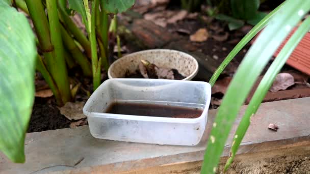 Залишена пластикова миска у вазі з застійною водою всередині. крупним планом перегляд комарів у потенційному розмноженні. Проліферація афед африканських африканських вірусів денге чикунгунія комарів - Кадри, відео