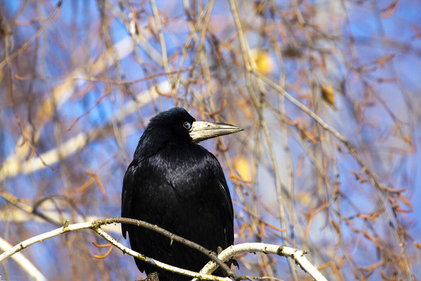  An einem Ast aufgehängt. Auf einem Birkenzweig sitzend beobachtet Rook die Aktionen des Fotografen. Ein sehr kluger Vogel. - Foto, Bild