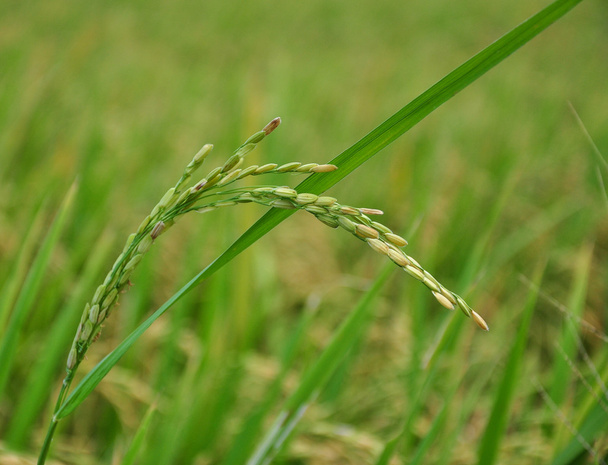 rizière Paddy dans le sud du Vietnam
 - Photo, image