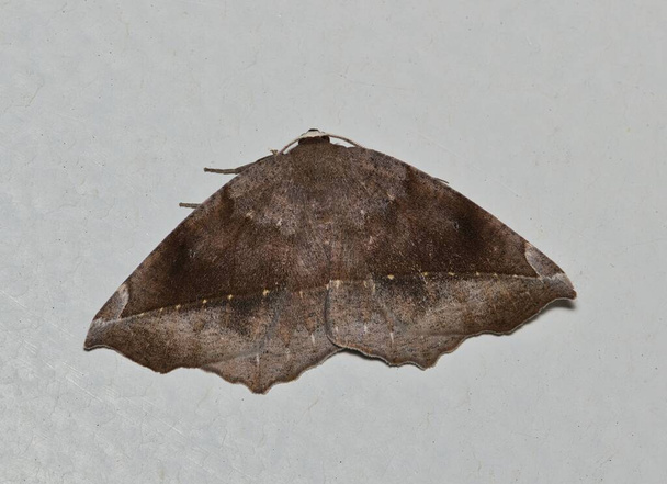 Geometr Moth s křivými zuby (Eutrapela clemataria) izolovaný na stěně exteriéru v Houstonu, TX USA. Nazývaná také purpurově hnědá smyčka nalezená v USA. - Fotografie, Obrázek
