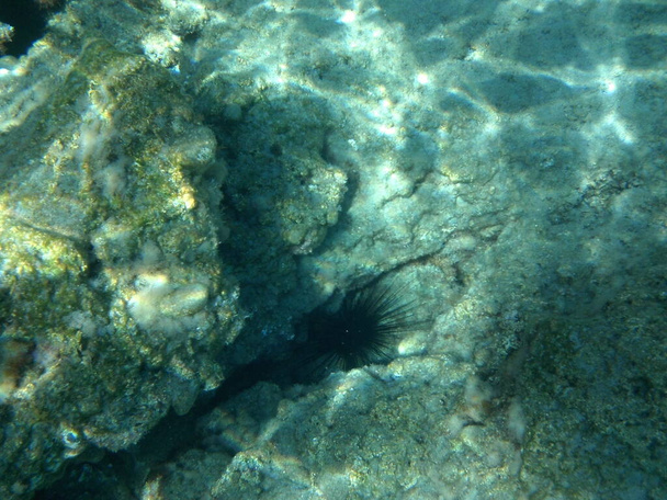 Diadema setosum lebt auf dem Grund des Mittelmeeres in der Nähe der Insel Rhodos. Diadema setosum ist eine Art Langstachelseeigel aus der Familie der Diadematidae. Unterwasserfotografie. Rhodos, Griechenland - Foto, Bild