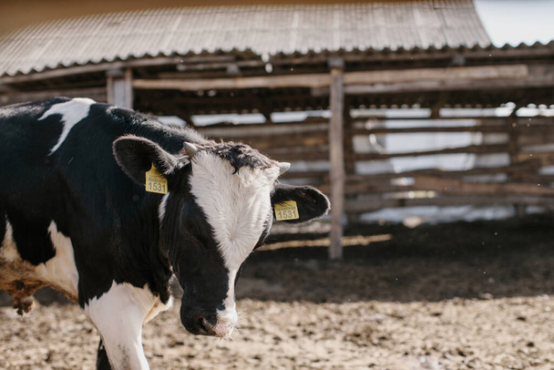 Primo piano di un giovane toro in un recinto di una fattoria. Allevamento di animali in agricoltura. - Foto, immagini