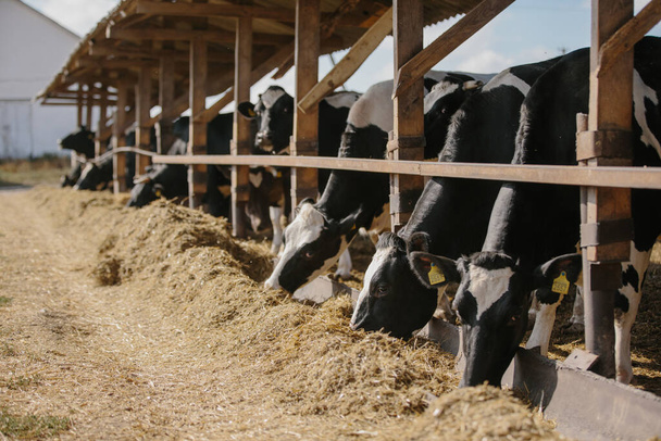 Concetto agricolo, tori con marchi auricolari gialli in una fattoria che mangia fieno all'aperto. - Foto, immagini