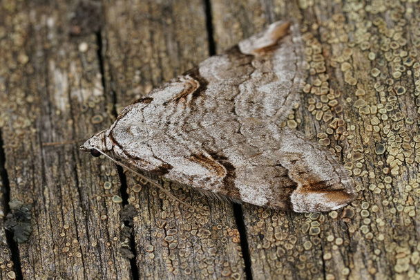 Gros plan naturel détaillé sur la teigne du hibou, Aplocera praeformata, assise sur du bois - Photo, image