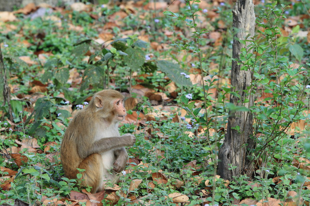 Rhesus Monkey - Foto, afbeelding