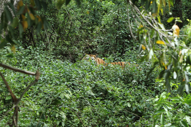 Indický tygr v džungli - Fotografie, Obrázek
