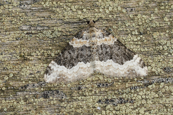 Natural closeup on a Galium Carpet geometer moth, Epirrhoe galiata with spread wings on wood - Photo, Image