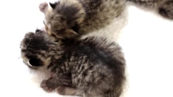 Yeni doğmuş gri kedi yavruları beyaz bir battaniyenin üzerinde. Sevimli küçük hayvanlar. İskoç yavru kedi. 4k görüntü - Video, Çekim