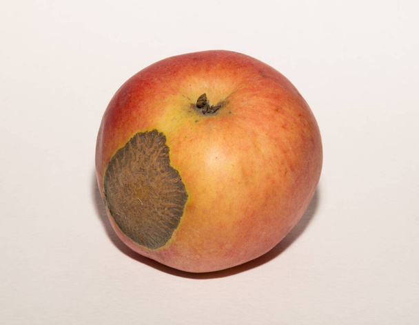 Venturia inaequalis on ascomycete sieni, joka aiheuttaa omena rupi tauti. - Valokuva, kuva