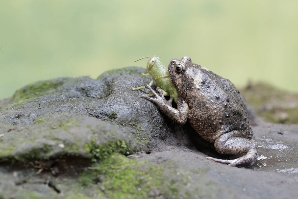 Une grenouille à bouche étroite de Muller est prête à s'attaquer à une mante religieuse. Cet amphibien porte le nom scientifique Kaloula baleata. - Photo, image