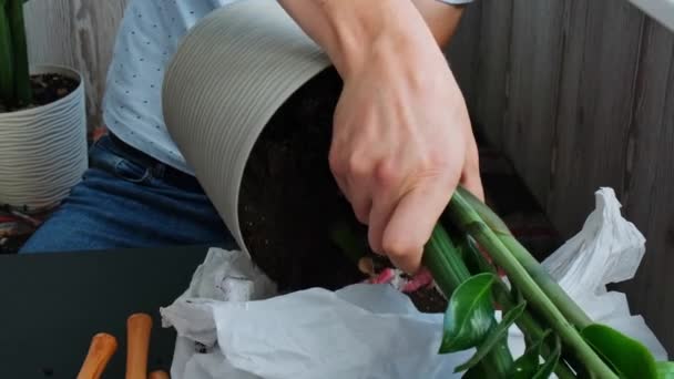 Het omzetten van home potted plant zamioculcas in nieuwe pot. Wakker Indoor Planten. Replant in nieuwe grond, mannelijke handen die zorgen voor tropische planten, duurzaamheid en milieu. Voorjaarszorg - Video
