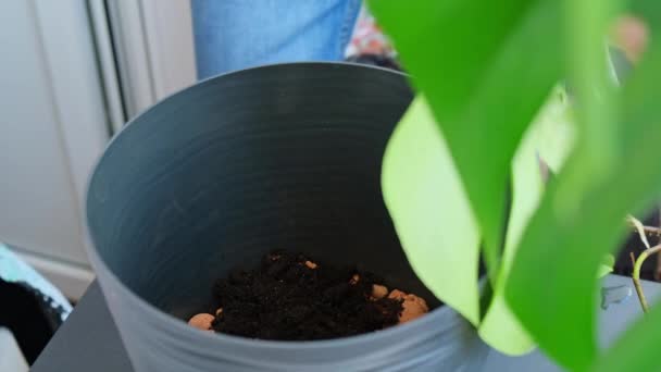 Man tuinman handen transplantatie monstera huis plant in pot. Concept van thuis tuinieren en het planten van bloemen in pot. Zorgen voor thuisplanten. Grond toevoegen Voorjaar herbeplanting - Video