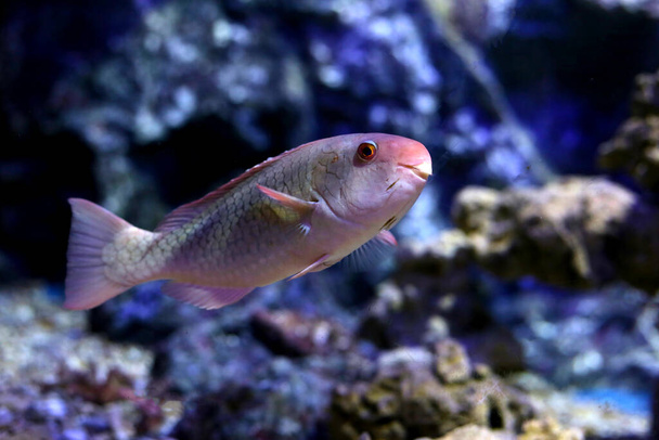 Cute parrotfish in aquarium water - Photo, Image