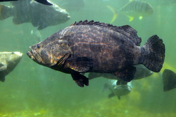 Giant grouper fish in aquarium water - Photo, Image