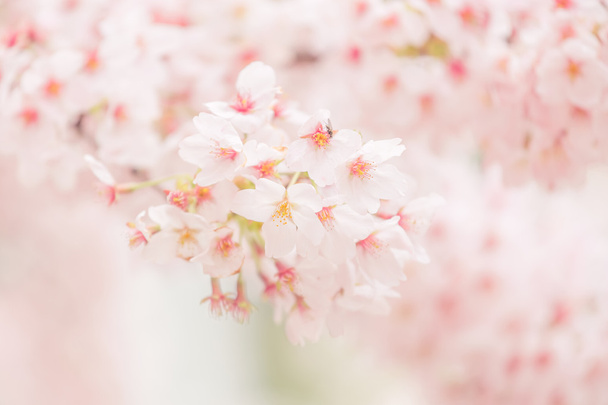 kersenbloesem in het voorjaar - Foto, afbeelding