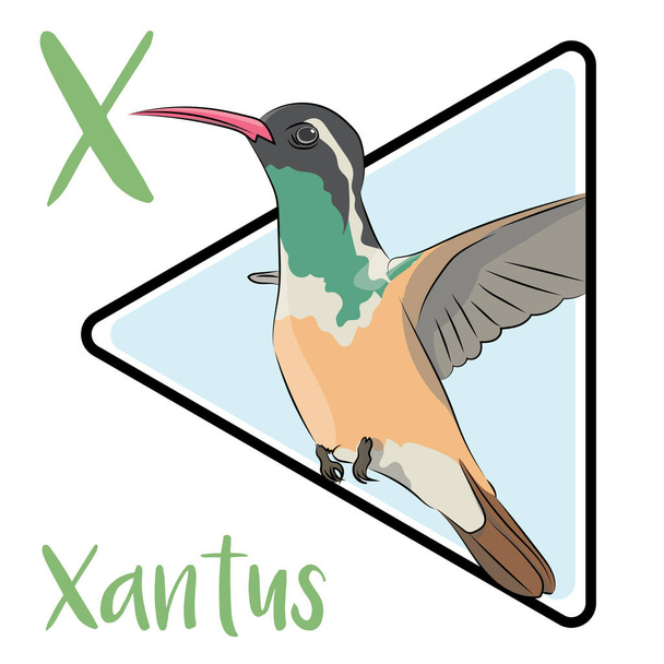 Xantus je středně velký kolibřík. Tvář je tmavá a má bílý proužek, který se táhne přes horní část oka až k zadní části hlavy. Xantus píce pro nektar mají mnoho kvetoucích rostlin a krmení na malém hmyzu. - Vektor, obrázek