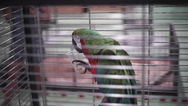 Ο παπαγάλος Μακάο κάθεται στο κλουβί. Ο παπαγάλος τρώει κουκουνάρια. Άγρια ζώα σε ζωολογικό κήπο - Πλάνα, βίντεο