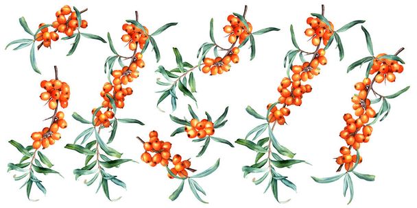 Sada léčivých rostlinných větví rakytníku s čerstvými zralými pomerančovými bobulemi a listy. Ručně kreslené botanické akvarel ilustrace izolované na bílém pozadí. Pro klipart, menu, label, balíček - Fotografie, Obrázek