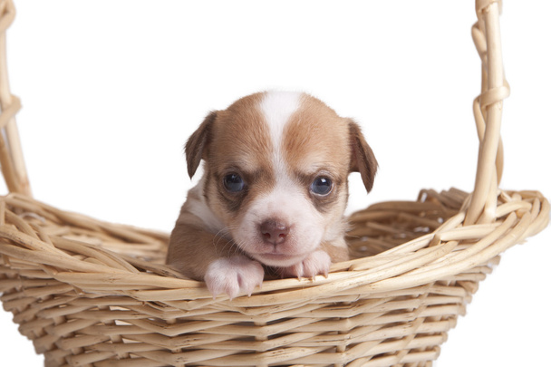 Chihuahua puppy looking out from basket - Photo, image