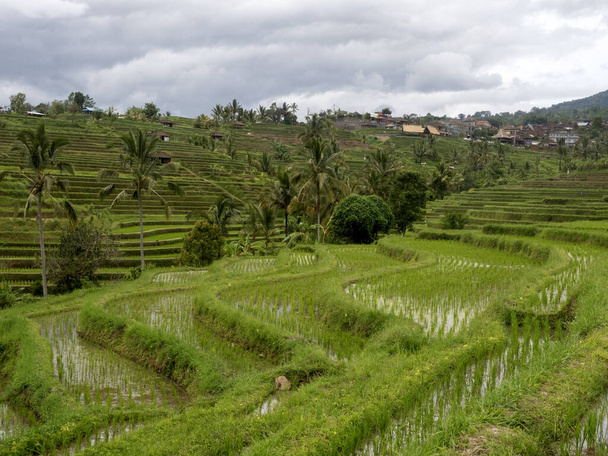 Terrasses de riz Jatiluwih populaires, Bali, Indonésie - Photo, image
