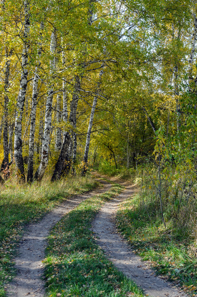 Wald im Herbst - Foto, Bild