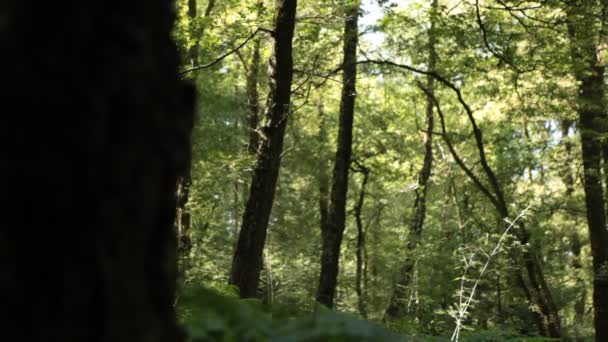 deslizante movimento na floresta
 - Filmagem, Vídeo
