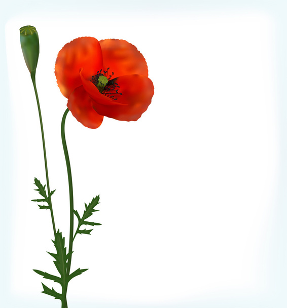 Flor realista de amapola
 - Vector, imagen
