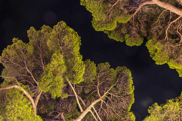 Corona de un gran árbol viejo contra el cielo nocturno. Pino de piedra europeo o Pinus pinea. Mlini. Croacia - Foto, imagen