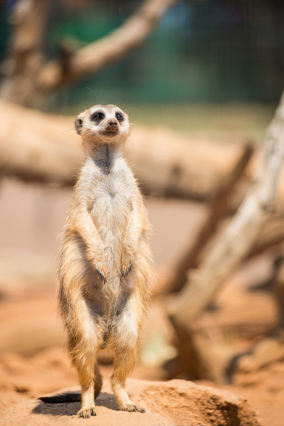 Alerta meerkat em guarda
 - Foto, Imagem