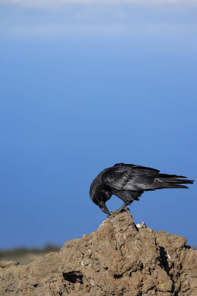 Portrait of black common raven on a rock, with the background of a blue sky, photographed on the island of La Palma, Canary Islands. - Photo, Image